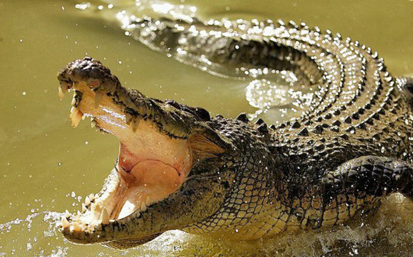Điềm báo mơ thấy cá sấu là gì? Tốt hay xấu?